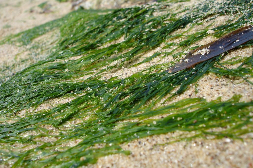 seaweed-1186874-1279x852